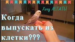 Когда выпускать попугая из клетки, после покупки?