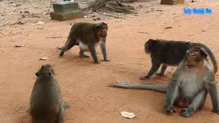 Screaming DeeDee..! King Felix chasing DeeDee force him drop food and Dolly run faster to help