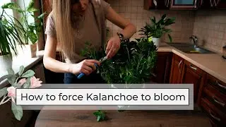 How to Force Kalanchoe to Bloom | Kalanchoe Plant Care Guide