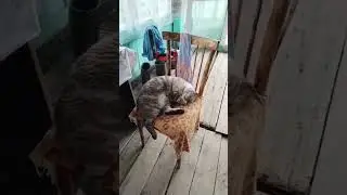 КОТИК УСТАЛ И СПИТ #кисонька #котик #кошка #котики #кошки #кот #кошкавидео #кошкамоя