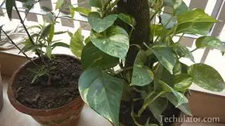 Xiaomi Mi3 Video Camera Quality Sample