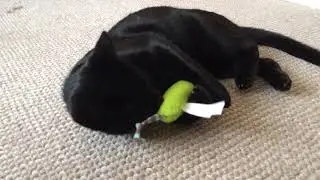 Charlie takes on Petstages Mightie Mouse