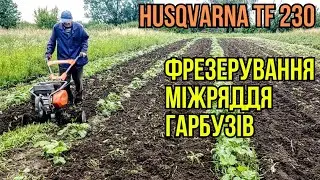 Фрезерування міжряддя гарбузів мотокультиватором Хускварна tf 230 #хускварна #будні #мотокультиватор