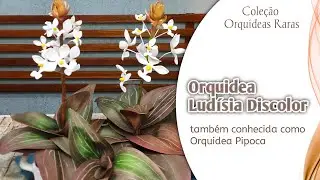 528 - ORQUÍDEA LUDISIA DISCOLOR, PARECE NATURAL!
