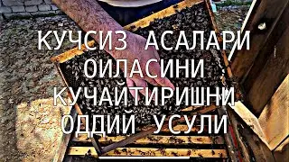 КУЧСИЗ АСАЛАРИ ОИЛАСИНИ КУЧАЙТИРИШНИ ОДДИЙ УСУЛИ 24.03.2026 йил