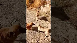 Все на посту 🐕😀 #youtubeshorts #dog #shortsvideo #shortvideo