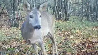 Bellissimo capriolo in primo piano