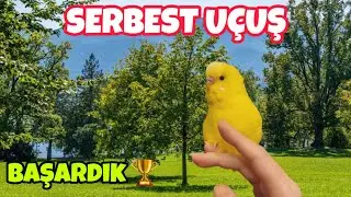MUHABBET KUŞU SERBEST UÇUŞ , BAŞARDIK 🏆 #serbestuçuş #muhabbetkuşu #bird #freeflight