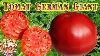 Томат - German Giant Немецкий гигант