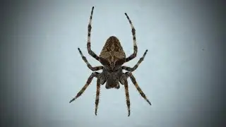 НАС НИЧЕГО НЕ БЕРЕТ 