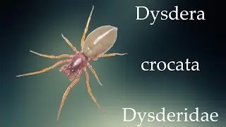 Dysdera crocata || Dysderidae