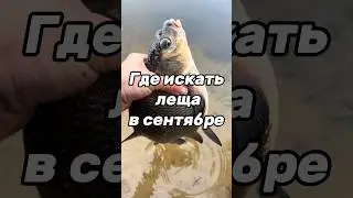 Поиск леща в сентябре!