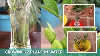 EPISODE 28 THE BEST WAY TO GROW ZZ PLANT IN WATER