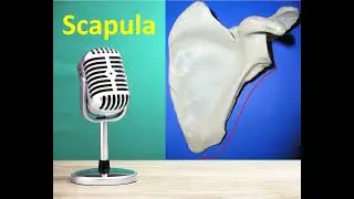 Superior extremity : Scapula podcast