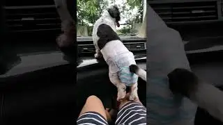 Funny Doggie Reaction. #pets #petsofinstagram #petslover #petshop #petsoftiktok #petsvlog