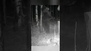 ВСЕХ РАЗОГНАЛ, ТЕПЕРЬ МОЖНО И ПОЧЕСАТЬСЯ. #фотоловушка #bear #медведь