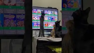 Котики хотят смотреть фильм 🍿.   #cat #котки #котик #котята #кот #kitten