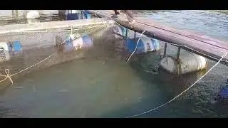 Дополнительный запуск карпа