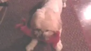 Red Dog