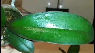 САМЫЕ МАЛЕНЬКИЕ ОРХИДЕИ, ЖИВУЩИЕ В МОЁМ ДОМЕ) 👍❣️😍😇🦋🌱