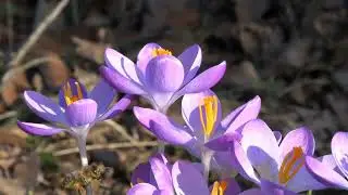 Христианский стих 