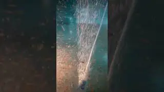 Карась, 