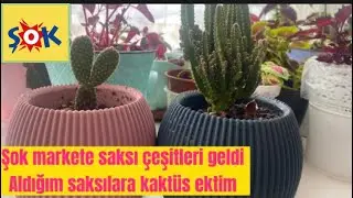 Şok markete saksı çeşitleri geldi 🪴