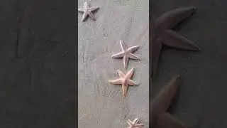 Thousands of Starfish