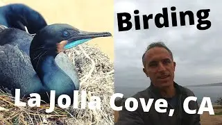 Birding La Jolla Cove in La Jolla, CA. BEAUTIFUL Birds & Scenery