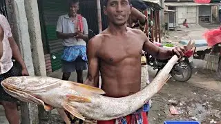 The giant Fish of Sundarban || সুন্দরবনের মাছের আড়ৎ   || Adventure in Sundarban