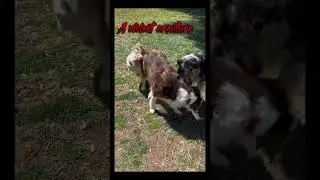 Kora danger
