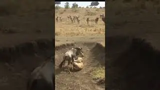 The lion attack the cow😱