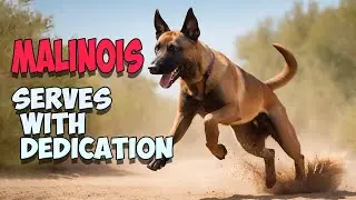 What Makes the Belgian Malinois the PERFECT Working Dog?