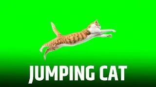 Jumping Cat Green Screen Video || Green Screen || Chroma Key || Content For Creators