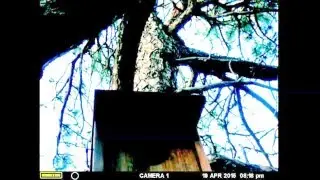 Mollhoff's Northern Saw-whet Owl