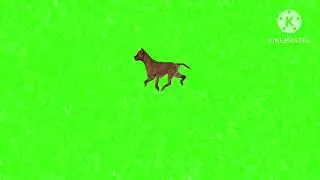 Dog running green screen #greenscreen green screen dog 🐕running #copyrightfree green screen dog
