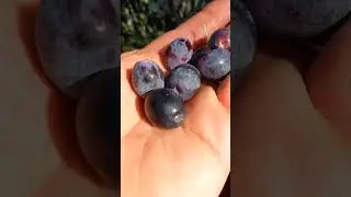 Oggi 2 Novembre  Raccolgo le Olive Leccino