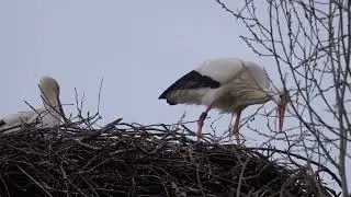 Ooievaars bouwen hun nest achter Monde Verde te Landgraaf.