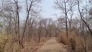 woods