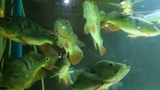 Ep. 39 Predator fish off-live feeding | Peacock Bass