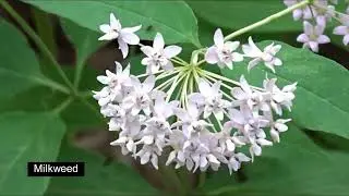 Ivy Creek Trail Shenandoah tons of Beautiful Wildflowers