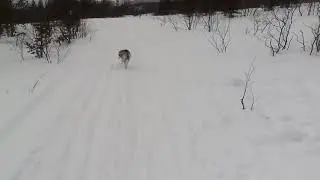 Хаски "Лиза" party 4