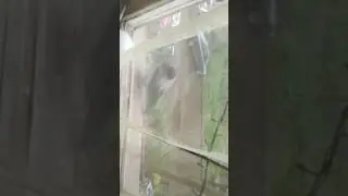 Ворона на окне .