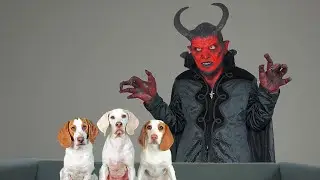 Can These Dogs Resist The Devil? Funny Dogs Maymo, Indie & Potpie vs Devil Prank!