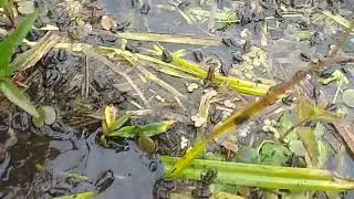 VID 20180616 125812