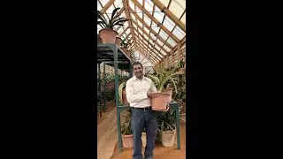 Brent and his “Boslelies”: Variegated clivia - Clivia miniata variegata ⁠🪴
