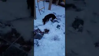 Тиша любит снег
