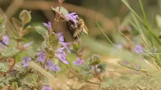 The western honey bee 🐝 and  Glechoma 🌻 | HD | 4K | WhatsApp status | Shorts