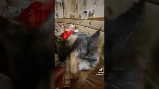 Котик