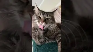 Чистюля кошка Муська 🐈 